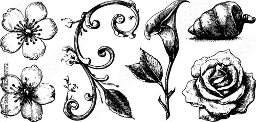 Botanical flower illustration featuring a rose and vine details. Black and white decorative design set with intricate line work vector.