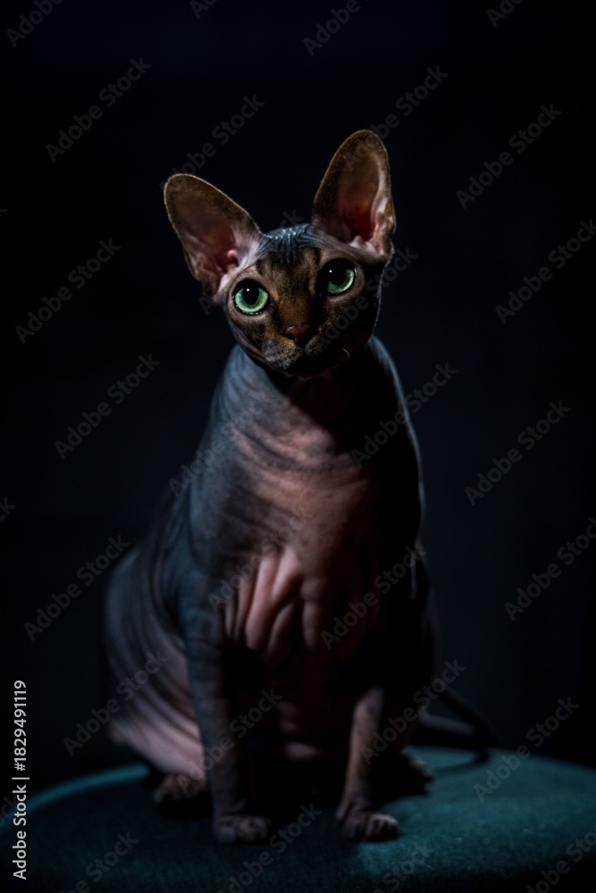 Fototapeta premium sphynx cat on a dark background