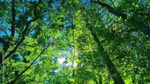 緑の森　太陽光