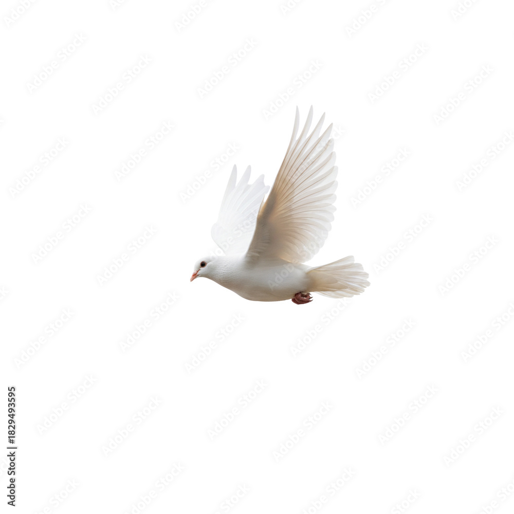 Obraz premium A white dove in flight against a stark background
