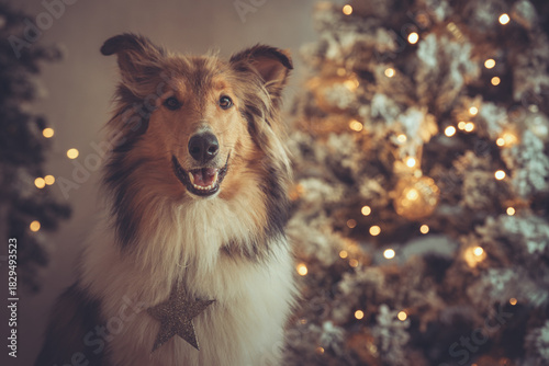 Portrait schöner rought Collie sable vor einem gold weißen Weihnachtsbaum mit Bokeh Var. 1