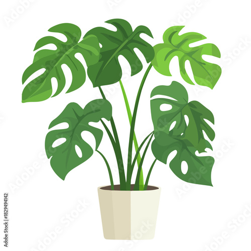 Swiss Cheese Plant, modern 2D flat vector illustration in icon style, isolated on pure white background.