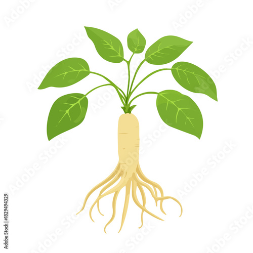 Siberian Ginseng illustrated in a clean 2D flat vector style, minimal and modern, isolated on a white background.