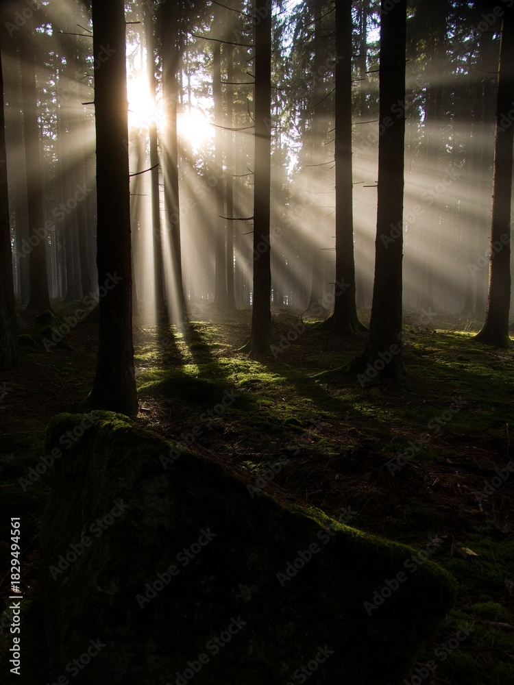 Fototapeta premium morning fog in the wood with sunsnihe light