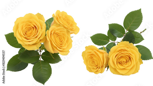 Two clusters of vibrant yellow roses and green leaves on transparent background