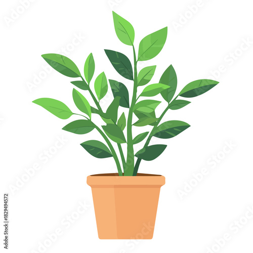 ZZ Plant, modern 2D flat vector illustration in icon style, isolated on pure white background.