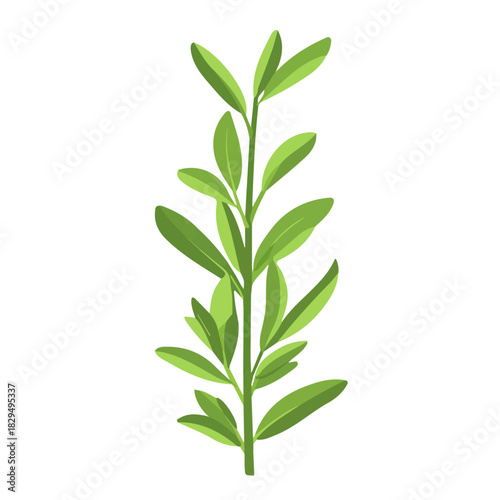 Tarragon, modern 2D flat vector illustration in icon style, isolated on pure white background.