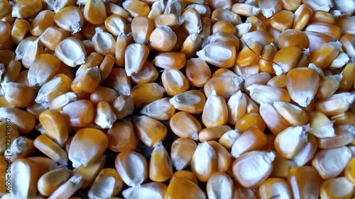 Dry yellow corn abstract background 