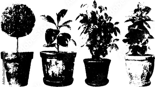 Vintage line engraving of potted plants in a set. This black and white illustration showcases different species in decorative pots, ideal for art applications.