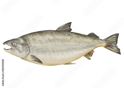 リアルな鮭1匹のイラスト