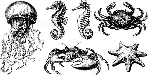 Vintage engraving of marine life featuring a jellyfish, seahorses, crab, and starfish in a detailed set. This black outline vector illustration highlights aquatic creatures.