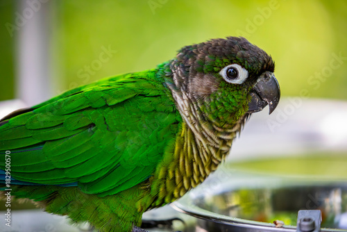 The green-cheeked parakeet (Pyrrhura molinae) is a small parrot of the genus Pyrrhura. It is native to the forests of South America.