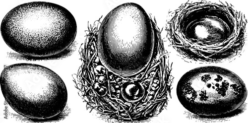 Antique engraving set of eggs and nests. Black and white retro illustrations provide detailed outlines, suitable for various uses in history, as vector art.