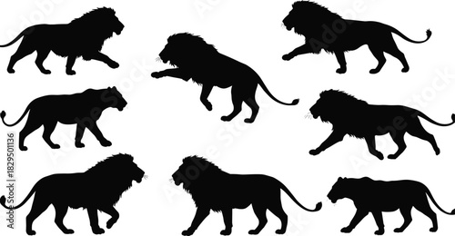 Lion and Lioness Silhouette Set, Black Vector Collection of Wild Cats in Various Walking Poses, Ideal for Safari, Wildlife, and Power Designv