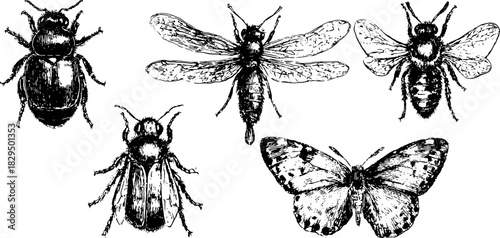 Engraved insects including bees and a butterfly. Vintage hand-drawn illustrations in vector format, depicting a detailed set of insects.