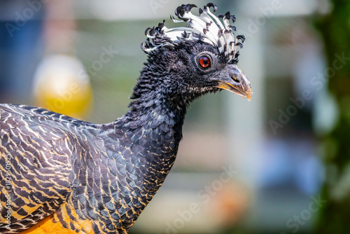 A female bare-faced curassow (Crax fasciolata). It is a species of bird in the family Cracidae, The female has a black head, throat, neck and upper mantle, and a black and white barred crest. 