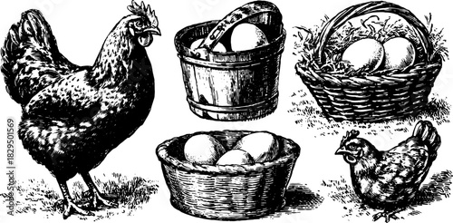 Vintage engraving of a chicken and eggs in various baskets. Detailed vector illustration of poultry and egg collection set.