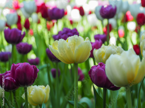 Cream yellow tulip and purple tulip in sunlit spring garden, soft bokeh background with green foliage and colorful blooms