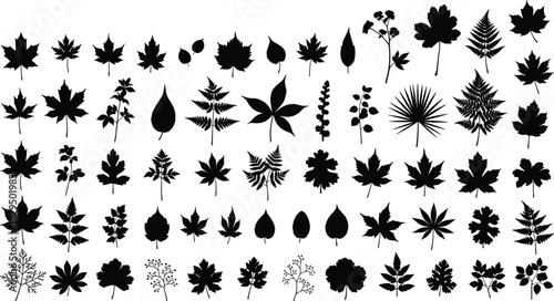 Large collection of diverse leaf silhouettes, black monochrome vector illustration set featuring maple, ferns, herbs, and tropical foliage, ideal for nature design and patterns, isolated.