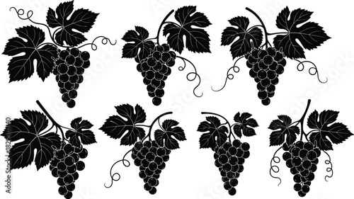 Set of black monochrome vector silhouettes of grape clusters on vine branches with leaves and tendrils, perfect for wine labels, harvest, and vineyard design elements, isolated.