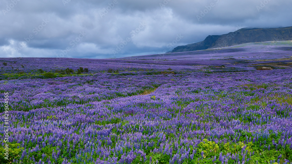 Obraz premium Arctic lupin fields on Iceland