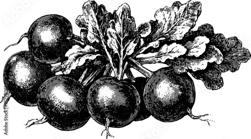 Radish vegetable engraving in a vintage style. Detailed black illustration showcasing a set of natural and healthy food vector art.