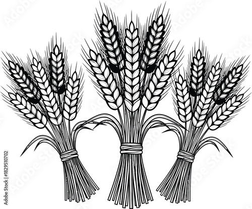 Wheat sheaves bundles