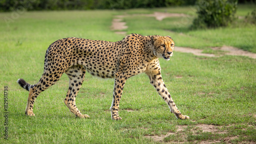 A male cheetah ( Acinonyx Jubatus) looking for prey, Shamwari Private Game Reserve, South Africa.