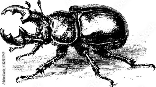 Beetle engraving in detailed black outline. Vintage insect illustration in vector format showcasing classic art style as a set.