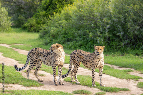 Two cheetah brothers ( Acinonyx Jubatus) looking for prey, Shamwari Private Game Reserve, South Africa.