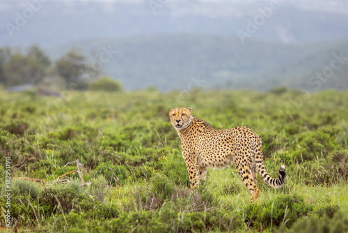 A male cheetah ( Acinonyx Jubatus) looking for prey, Shamwari Private Game Reserve, South Africa.