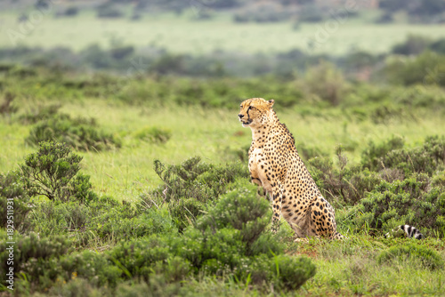 A male cheetah ( Acinonyx Jubatus) looking for prey, Shamwari Private Game Reserve, South Africa.