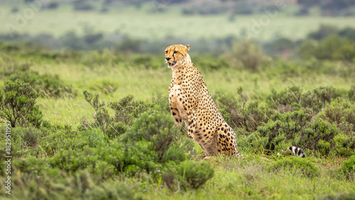 A male cheetah ( Acinonyx Jubatus) looking for prey, Shamwari Private Game Reserve, South Africa.
