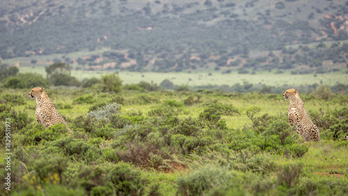 Two cheetah brothers ( Acinonyx Jubatus) searching for prey, Shamwari Private Game Reserve, South Africa.