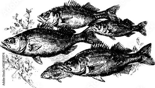 Fish illustration in black engraving style. Vintage vector set showcasing detailed bass and aquatic elements for a classic design.