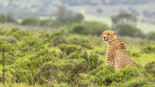 A male cheetah ( Acinonyx Jubatus) looking for prey, Shamwari Private Game Reserve, South Africa.