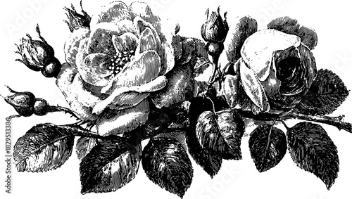 Vintage rose illustration with detailed engravings. Floral design featuring leaves and buds in black outline, styled as vector art.