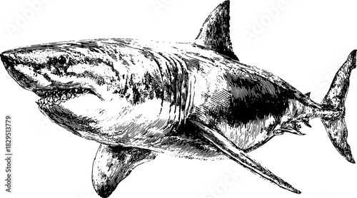 Engraved shark illustration in vintage style. The black outline drawing creates a retro design for a marine-themed vector art set.