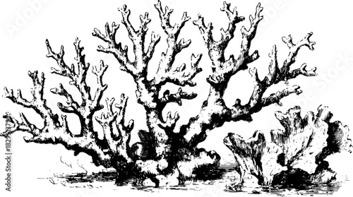 Coral illustration in vintage style. Black outline drawing for educational purposes as part of a collection in classic vector illustration.