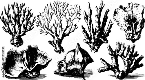 Vintage corals and shell vector illustration set. Hand-drawn black outline graphic depicting marine structures.