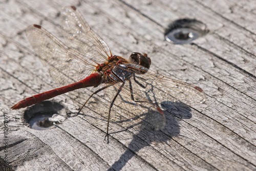 Bright red dragonfly Sympetrum sanguineum resting