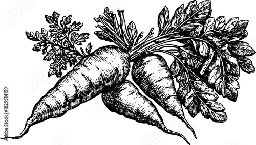 Carrot vegetable set with roots and leaves in vintage handdrawn style. Black and white ink line vector illustration.