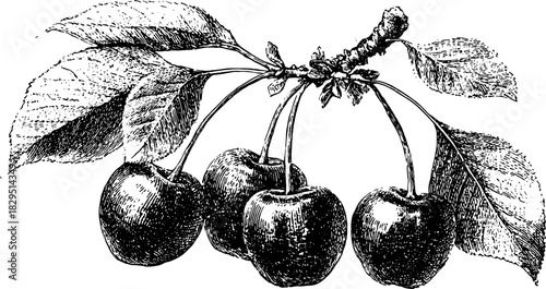 Cherry branch with leaves, outlined in black and white. Vintage illustration and engraving style vector set.