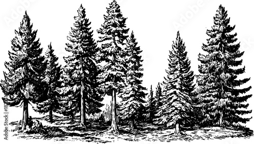Set of pine and fir trees in a vintage handdrawn style. Black and white landscape vector illustration.