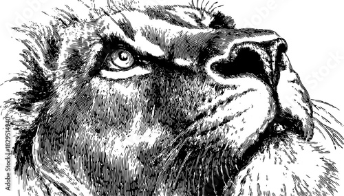 Lion head sketch. Detailed black and white vector illustration capturing the animal's expressive features and realistic profile in a unique art style.