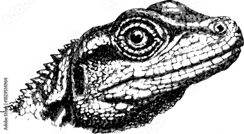 Illustration of a lizard's head showcasing its intricate skin texture. This vector art emphasizes the reptile's realism and unique features.