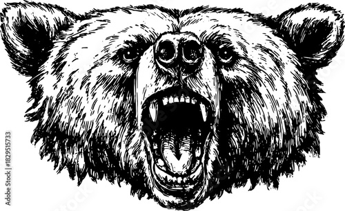 Roaring bear head illustration in detailed sketch style. Bold black and white vector illustration capturing fierce nature and strength.