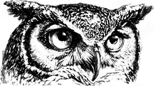 Owl closeup vector illustration highlighting detailed feathers and striking eyes. This monochrome artwork showcases the bird's beauty in a realistic style.
