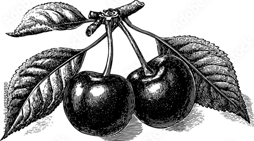Black and white cherry illustration with detailed outline. Vintage illustration showcasing leaves and branches in a set, perfect for design and art purposes in vector format.