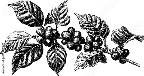 Coffee branch with beans and leaves in black and white engraving style. Vintage botanical vector illustration.